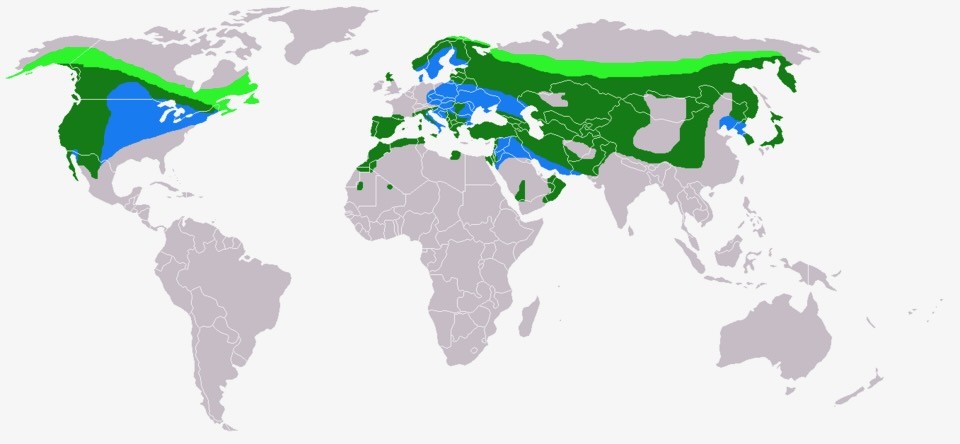 File:Aquila chrysaetos distribution map.png by The Engineer is licensed under CC BY-SA 3.0.